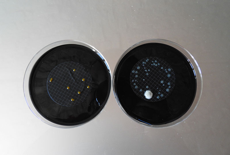 GardaLab S.r.l. | GardaLab a Larido, Bleggio Superiore - Laboratorio analisi per la sicurezza sanitaria contro la legionella